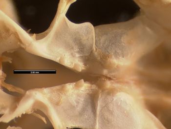 Media type: image;   Herpetology R-13328
